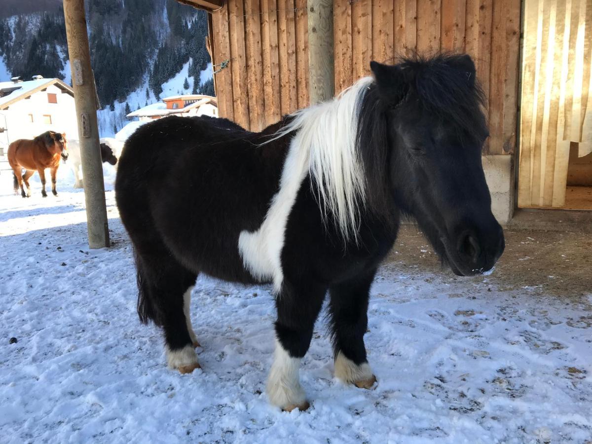 Pony-Ziegen-Hasen-Ranch Bichlbach Διαμέρισμα Εξωτερικό φωτογραφία