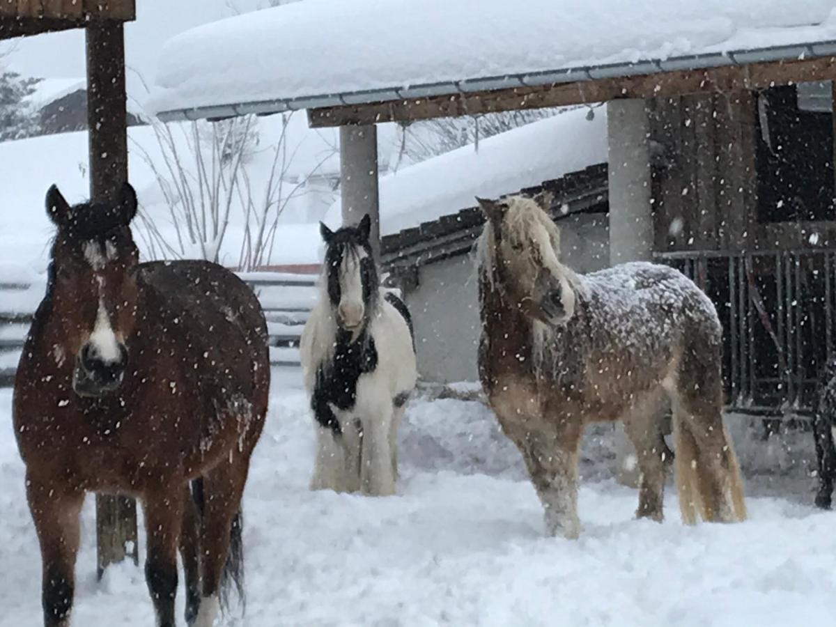 Pony-Ziegen-Hasen-Ranch Bichlbach Διαμέρισμα Εξωτερικό φωτογραφία